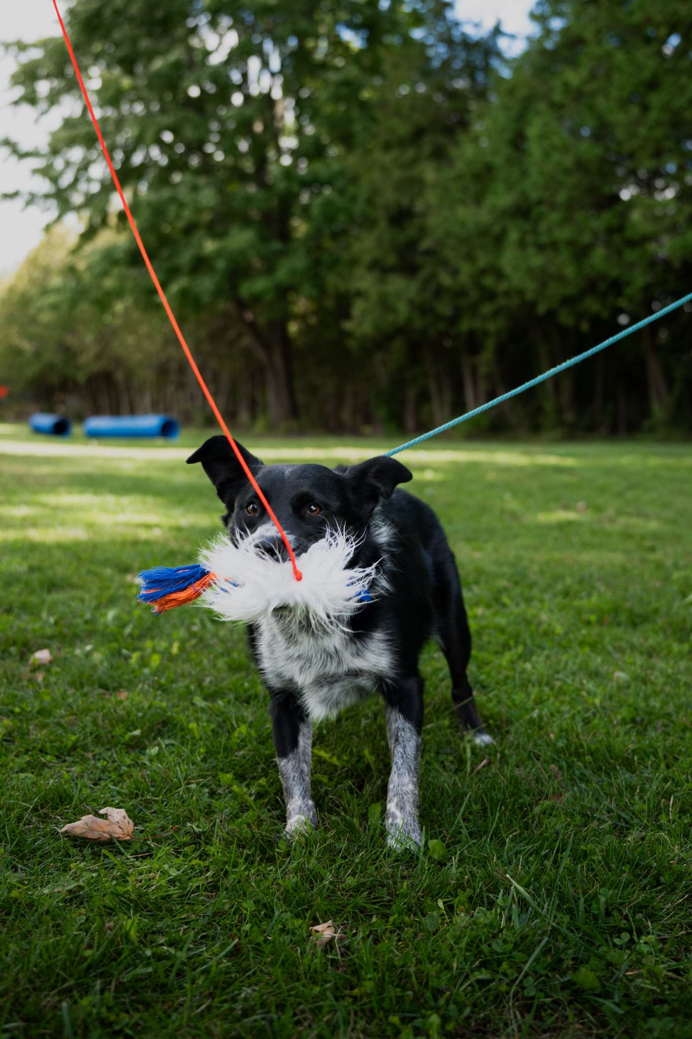 Training Flirt Pole - Image 2
